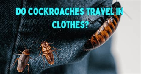 Do cockroaches go in shoes?