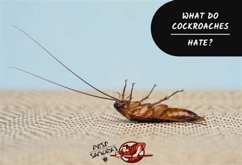 Do cockroaches hate anything?