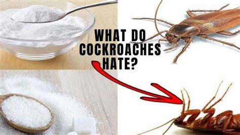 Do cockroaches hate being touched?
