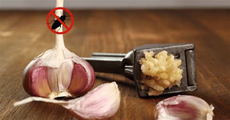 Do cockroaches hate garlic?