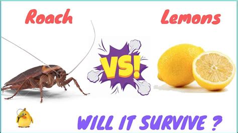 Do cockroaches hate lemon?