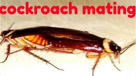 Do cockroaches have sperm?
