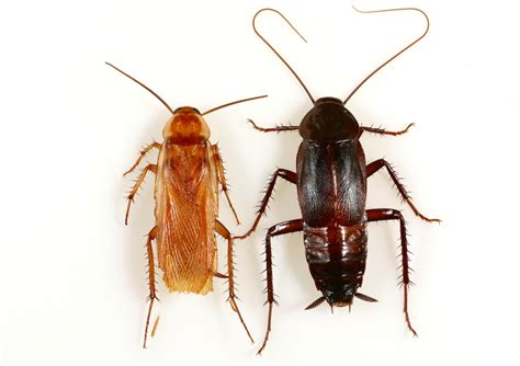 Do cockroaches like light or dark?