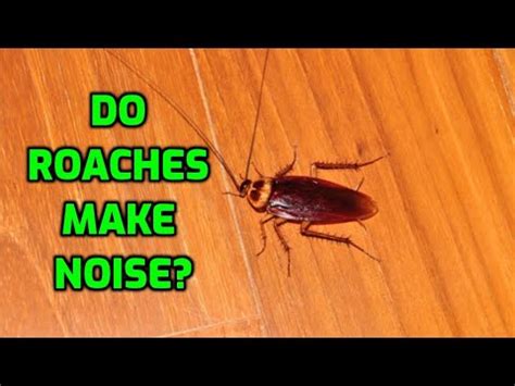 Do cockroaches make noise?