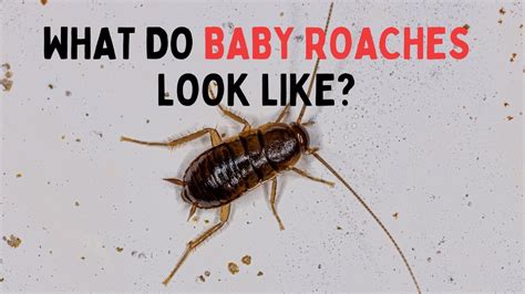 Do cockroaches moan?