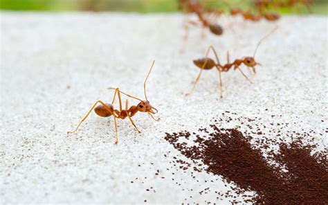 Do coffee grounds attract ants?