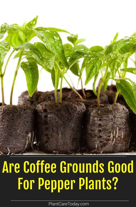 Do coffee grounds help peppers grow?