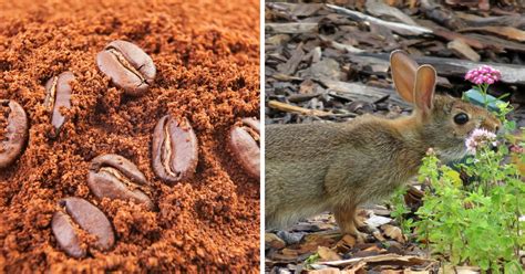 Do coffee grounds keep rabbits away from plants?