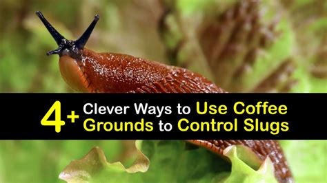 Do coffee grounds really repel slugs?