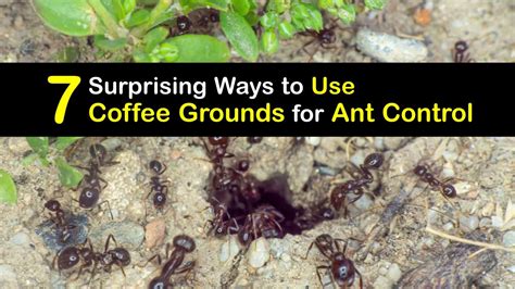 Do coffee grounds repel ants?