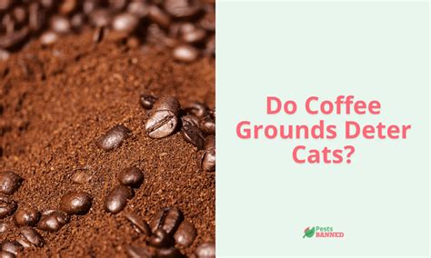 Do coffee grounds repel cats?