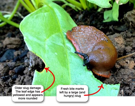 Do coffee grounds stop snails?
