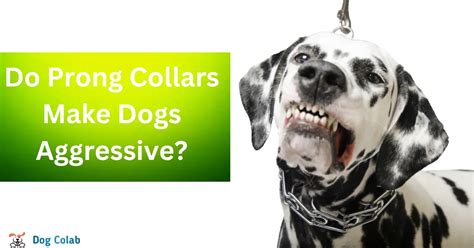 Do collars make dogs aggressive?