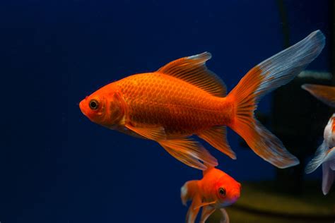 Do comet goldfish feel pain?