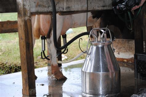 Do cows enjoy being milked?