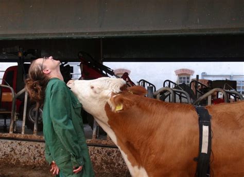 Do cows enjoy humans?