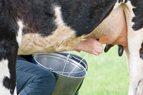 Do cows feel relief when milked?