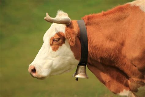 Do cows find bells annoying?