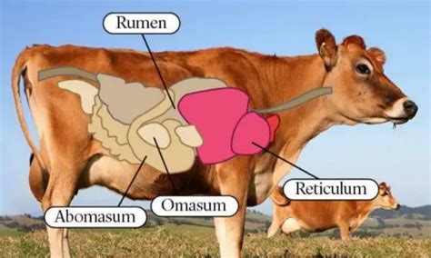 Do cows have 4 stomachs?