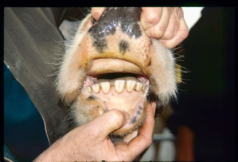 Do cows have teeth?