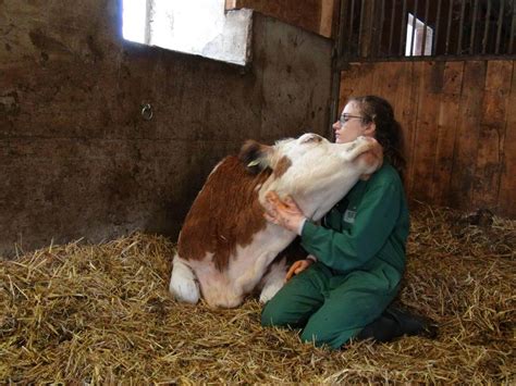 Do cows like human interaction?