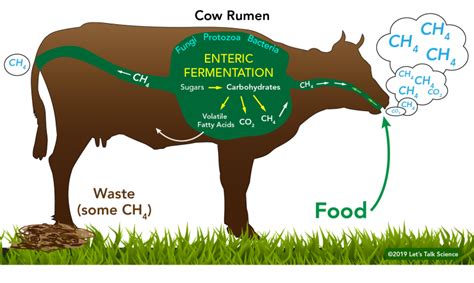 Do cows produce ammonia?