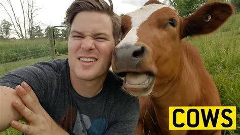 Do cows recognize humans?