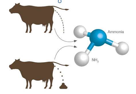 Do cows release ammonia?