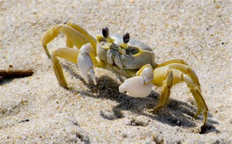 Do crabs communicate?