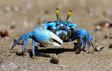 Do crabs feel anger?