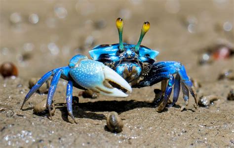 Do crabs feel emotion?