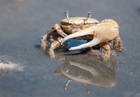 Do crabs feel pain when legs cut off?