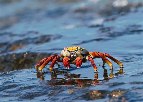 Do crabs go in deep water?