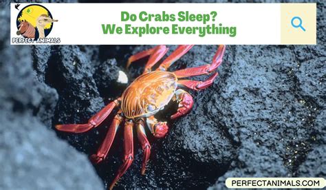 Do crabs go to sleep?