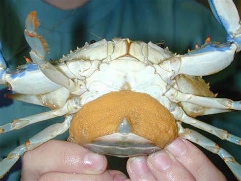 Do crabs have a voice?