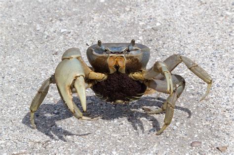 Do crabs have friends?