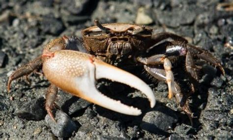 Do crabs have lifelong partners?