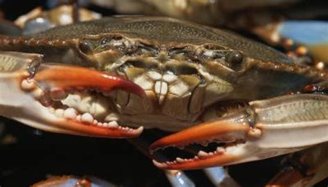 Do crabs have teeth?