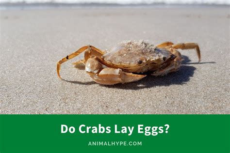 Do crabs lay eggs?