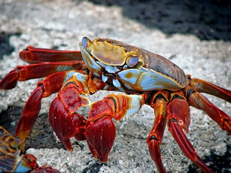 Do crabs like the dark?