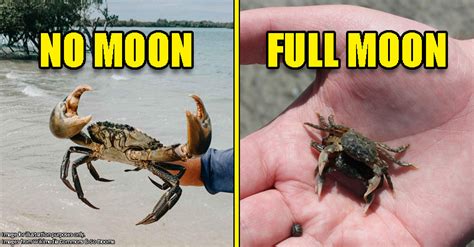 Do crabs like the moon?