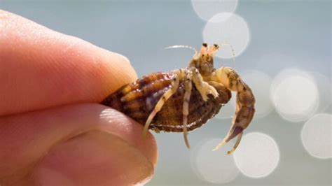 Do crabs like to be held?