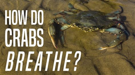 Do crabs need oxygen?