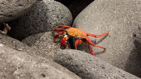 Do crabs protect themselves?