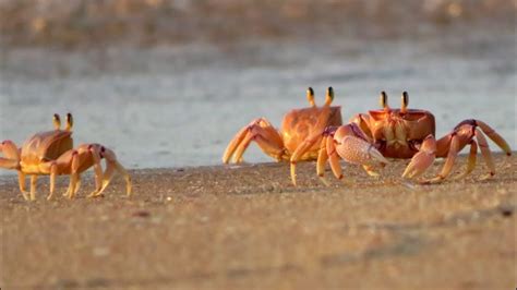 Do crabs run away?