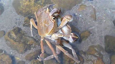 Do crabs show love?