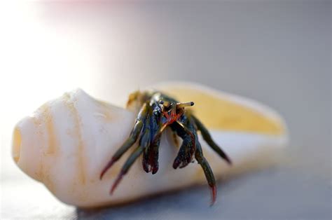 Do crabs still move when dead?