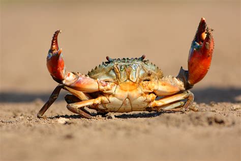 Do crabs walk on 2 legs?