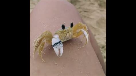 Do crabs wipe their eyes?