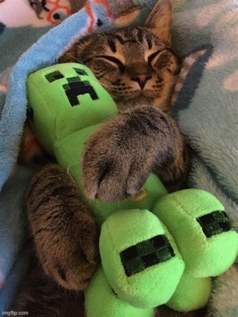 Do creepers go after cats?